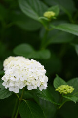 20250601_権現堂_DSC_0933_2