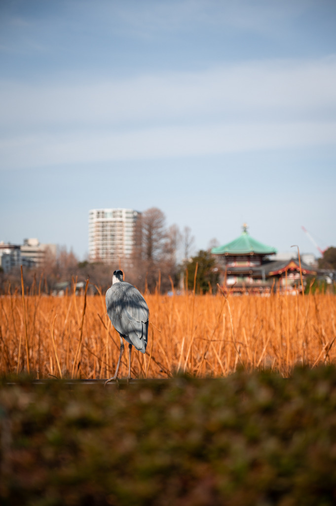 20260115 不忍池 DSC_4201-2