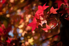 加須はなさき公園_20251124_DSC_3433-2