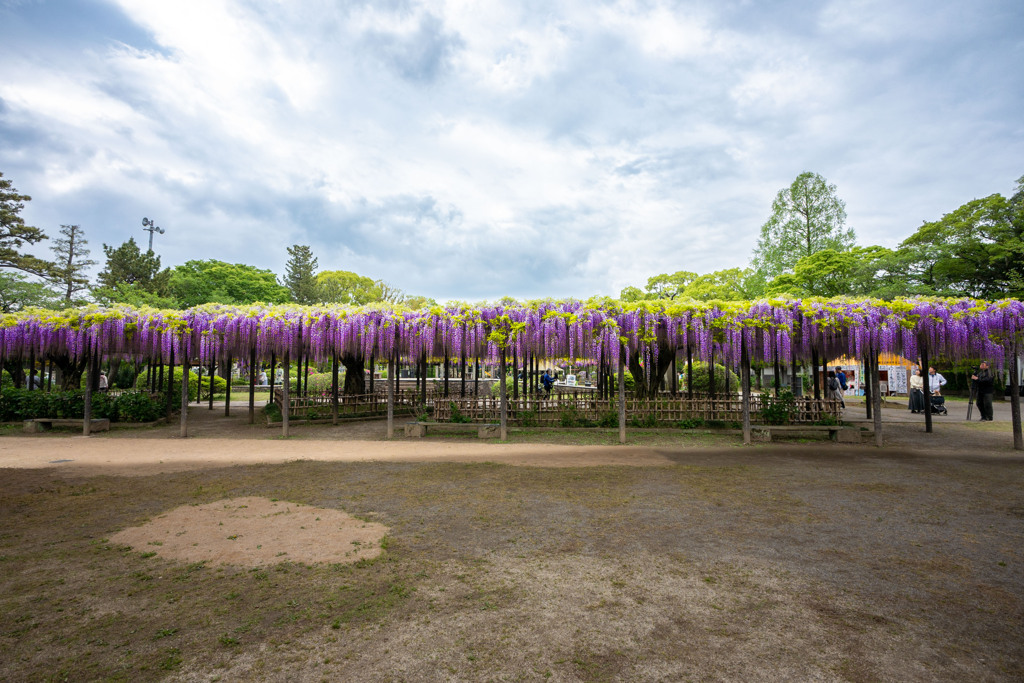 20250426_玉敷公園_DSC_9949-2