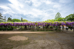 20250426_玉敷公園_DSC_9949-2