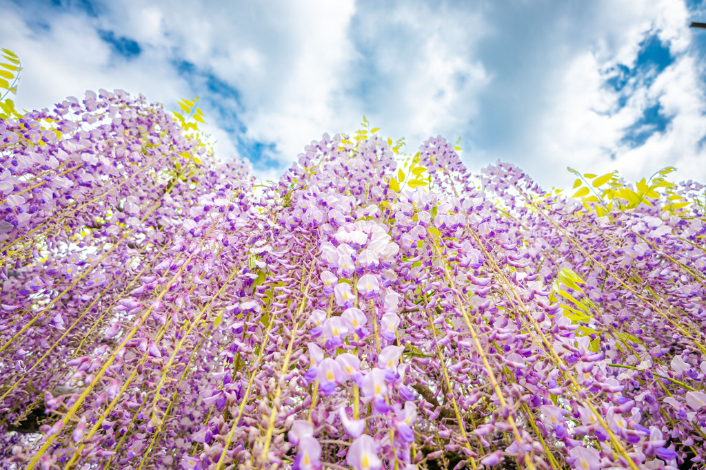 20250426_玉敷公園_DSC_0016-2