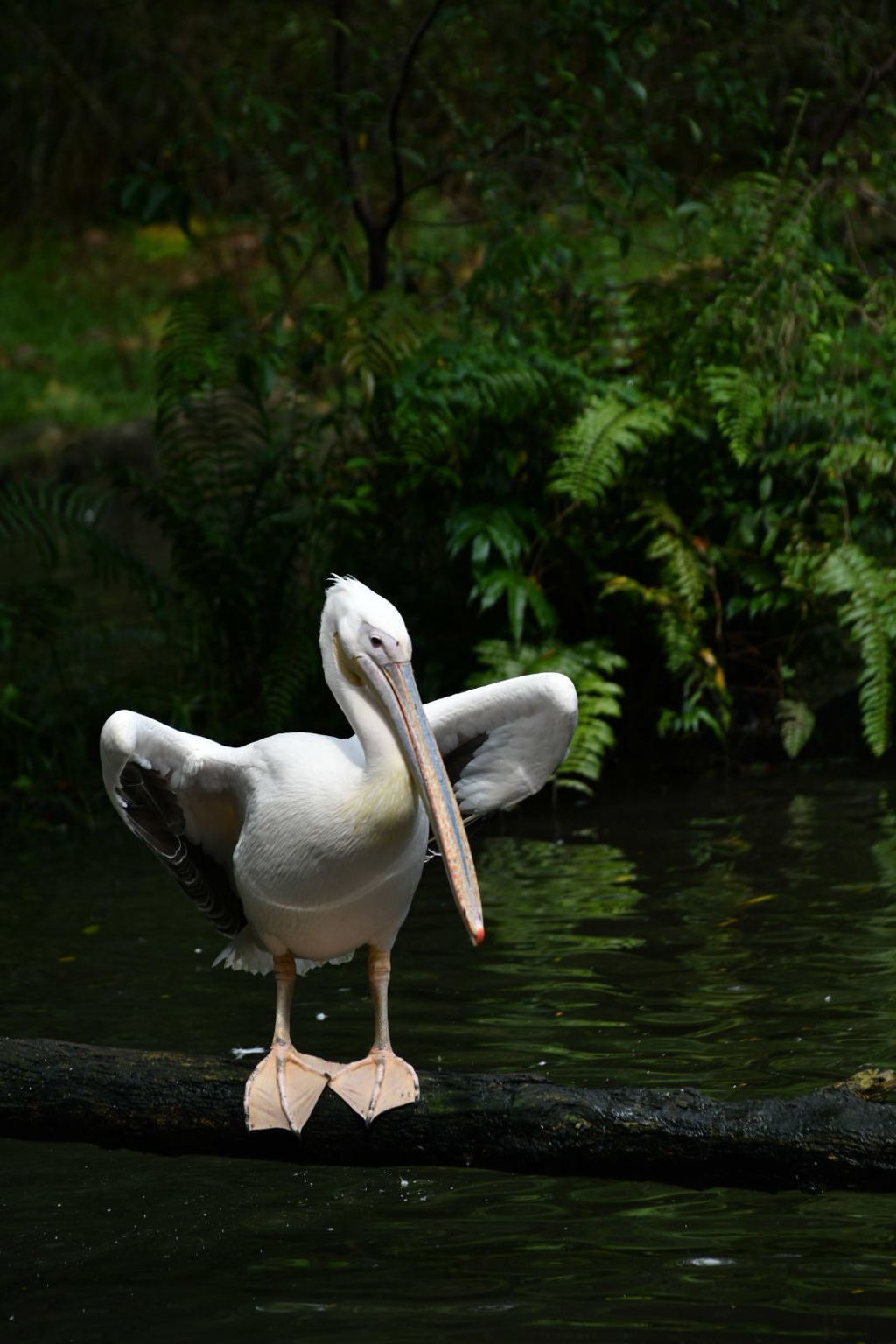 出張20日目 ジュロンバードパーク