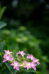 20250601_権現堂_DSC_0995-2