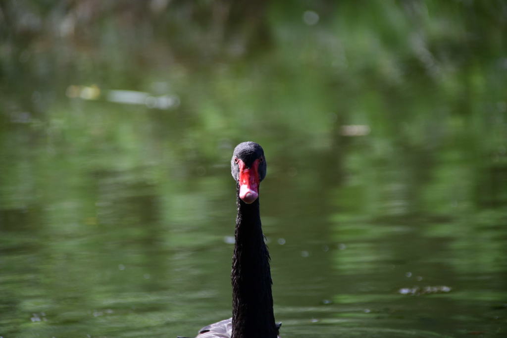 出張16日目 シンガポール植物園