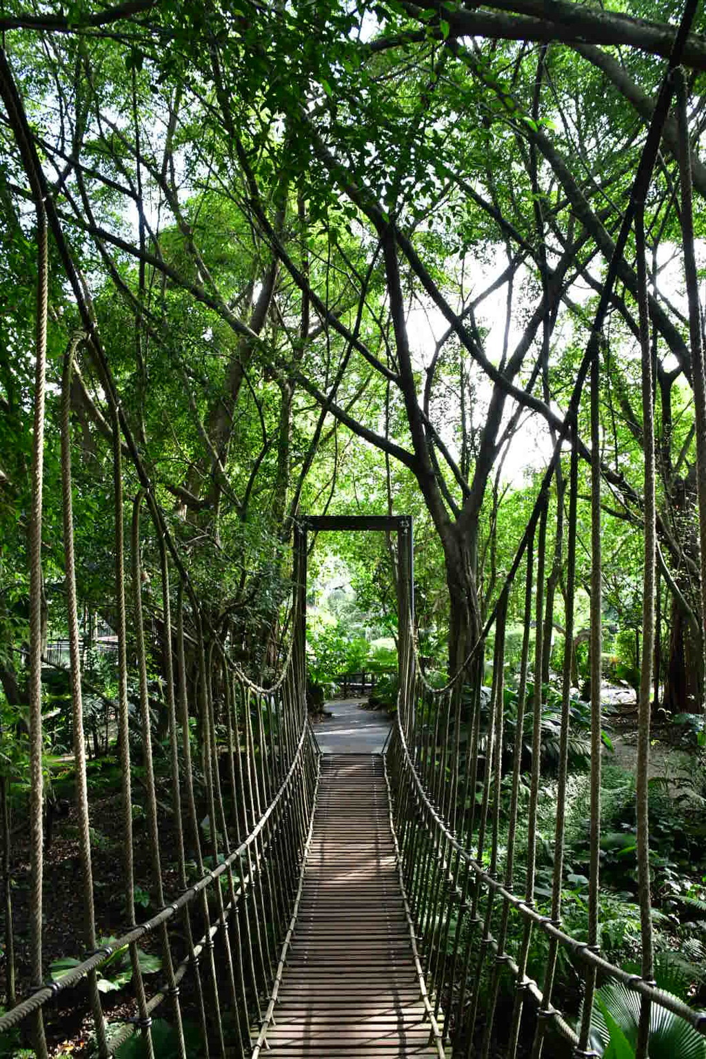出張16日目 シンガポール植物園