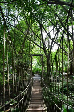 出張16日目 シンガポール植物園