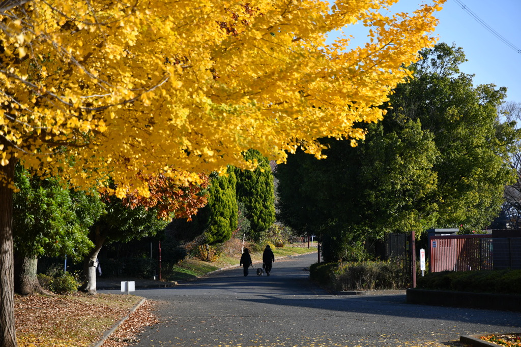 加須はなさき公園_20251130_DSC_9660