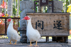 沖縄出張13_東南植物楽園