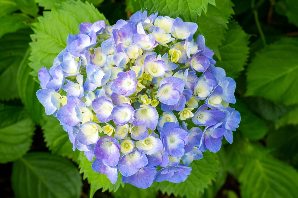 20250601_権現堂_DSC_0946-2