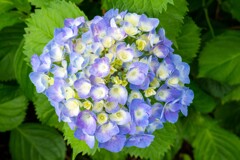 20250601_権現堂_DSC_0946-2