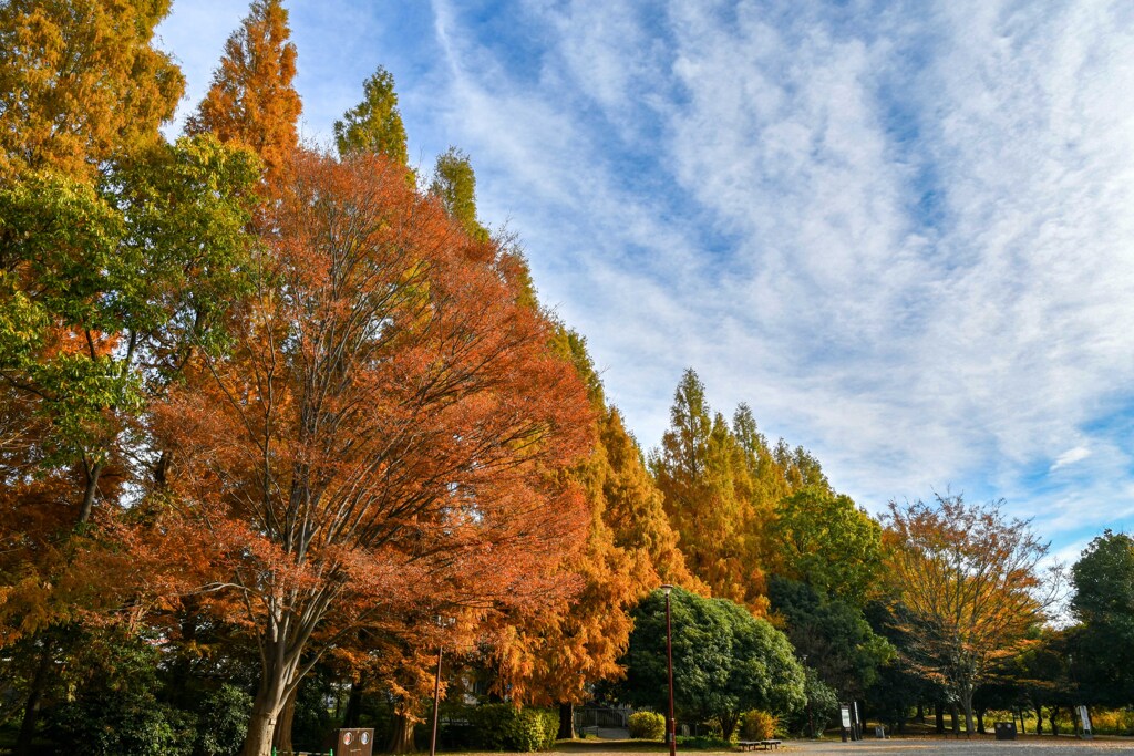 加須はなさき公園_20251124_DSC_9649-2