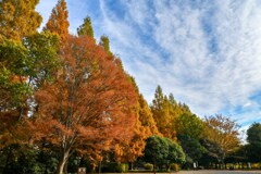加須はなさき公園_20251124_DSC_9649-2