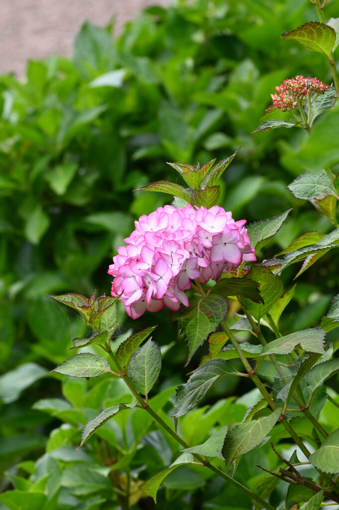20250601_権現堂_DSC_0874_2