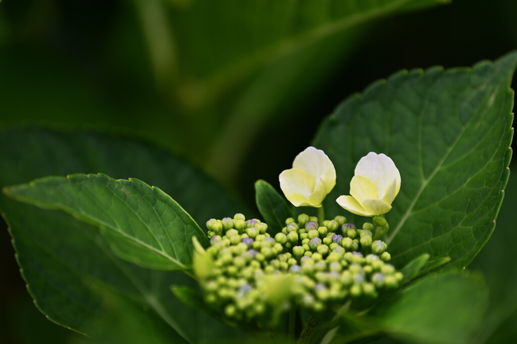 20250601_権現堂_DSC_0832_2