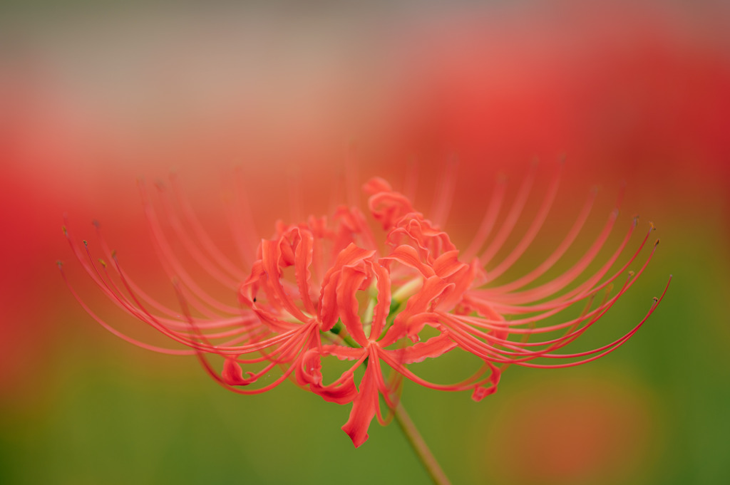 20250921_権現堂_DSC_2740-2