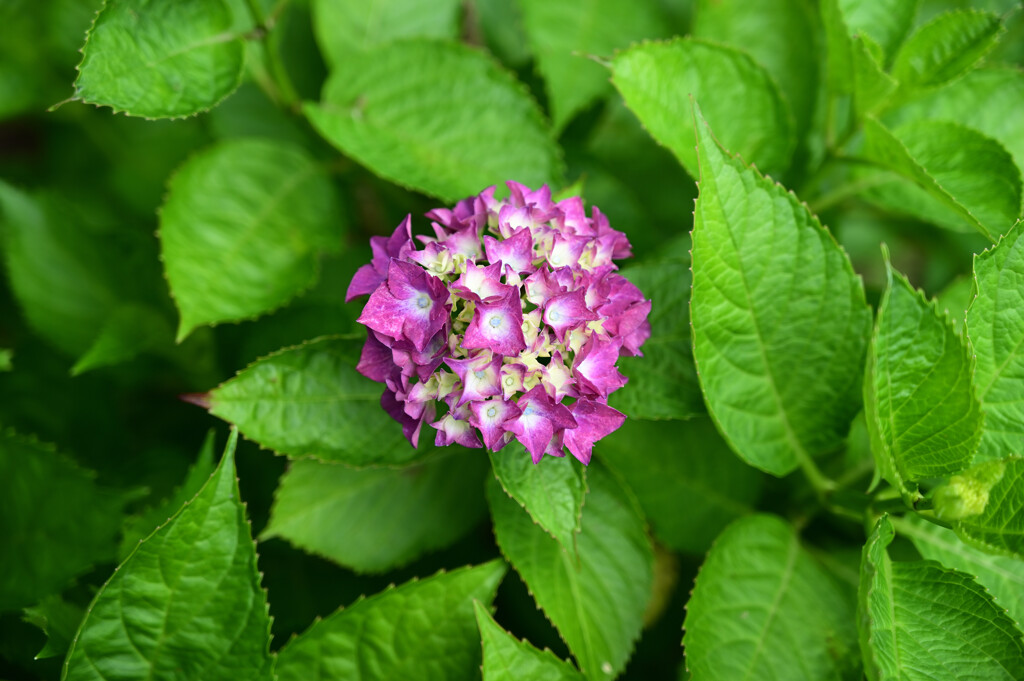 20250601_権現堂_DSC_0828_2