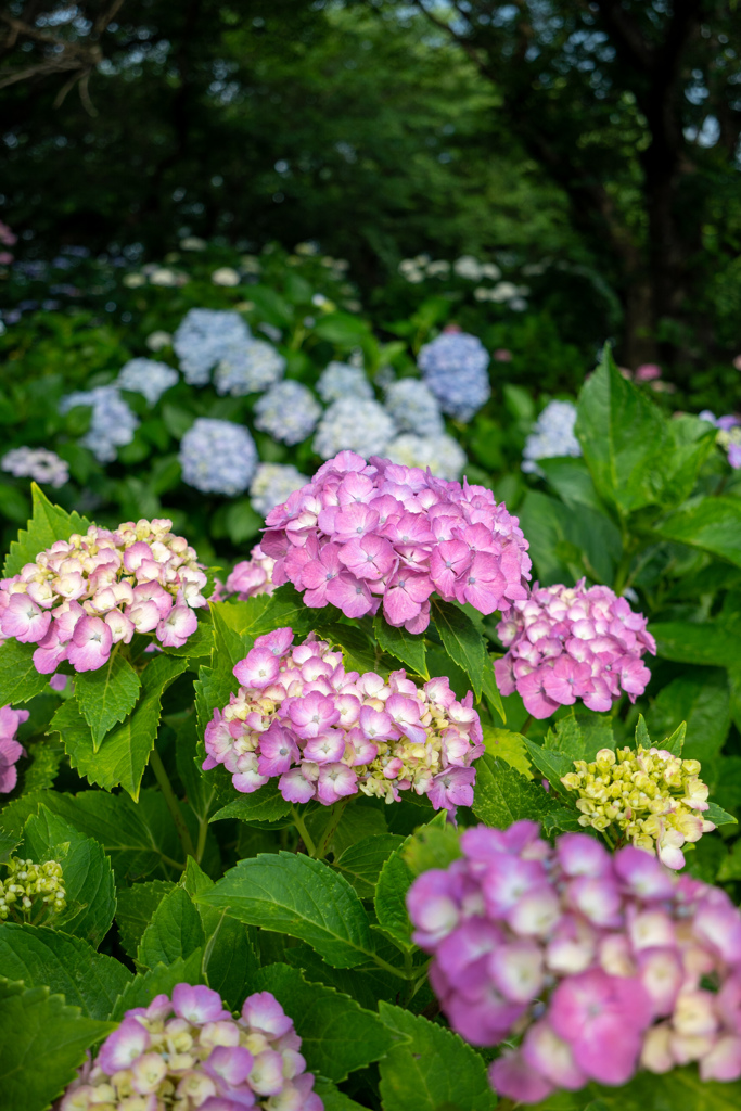 NIKKOR Z DX 12-28mm 試写-06