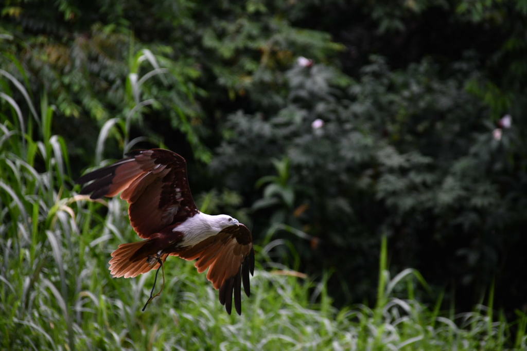 出張20日目 ジュロンバードパーク