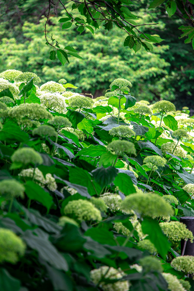 20250608_権現堂_DSC_1107-2