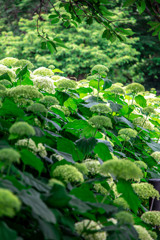 20250608_権現堂_DSC_1107-2