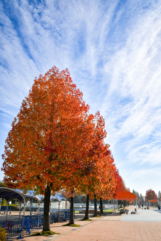 加須はなさき公園_20251124_DSC_9612-2