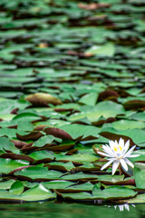 西日本出張_20250903_栗林公園_DSC_2214-3