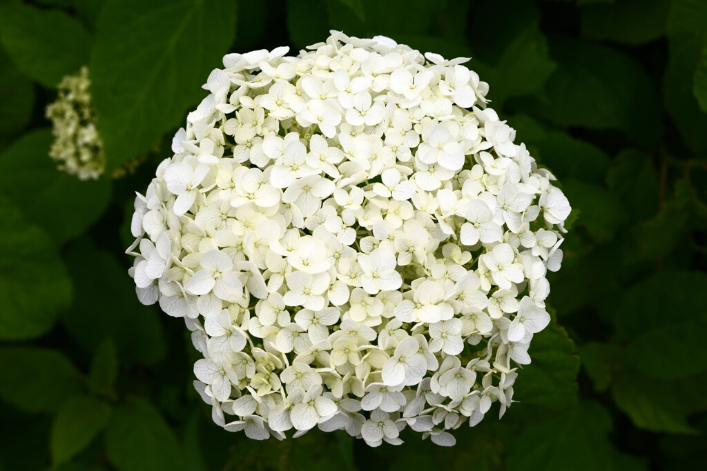 20250608_権現堂_DSC_1086_2