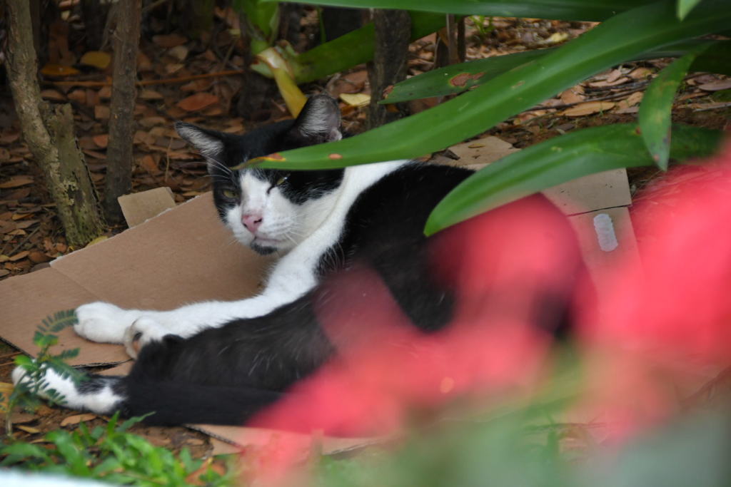 出張15日目 リトルインディア 悪猫見っけ