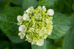 20250601_権現堂_DSC_0970-2