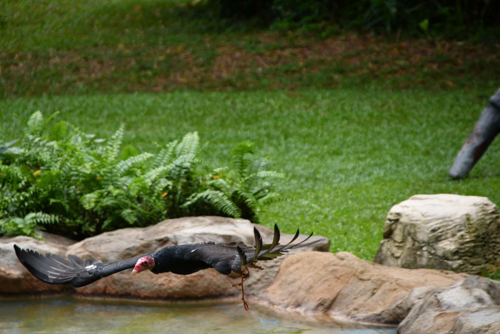 出張20日目 ジュロンバードパーク