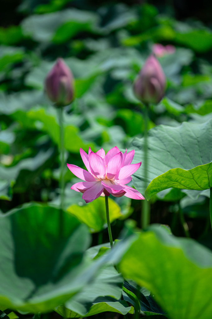 20250621_古代蓮の里_DSC_1322-2