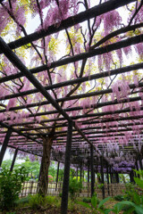 20250426_玉敷公園_DSC_9938-2