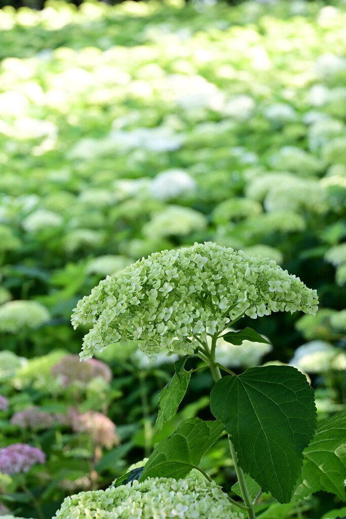 20250608_権現堂_DSC_1024_2_01