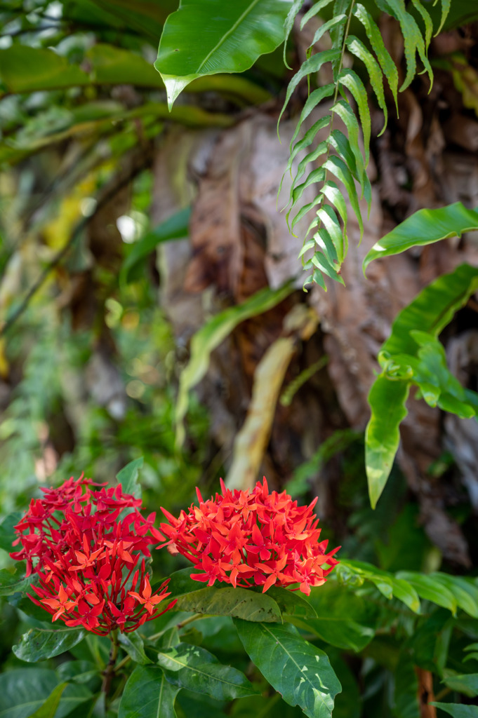 沖縄出張04_東南植物楽園