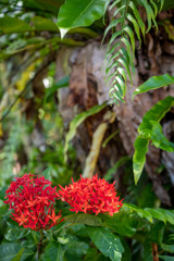 沖縄出張04_東南植物楽園
