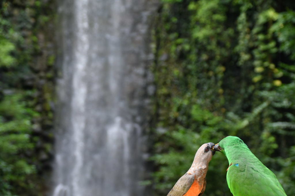 出張20日目 ジュロンバードパーク