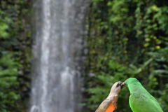 出張20日目 ジュロンバードパーク