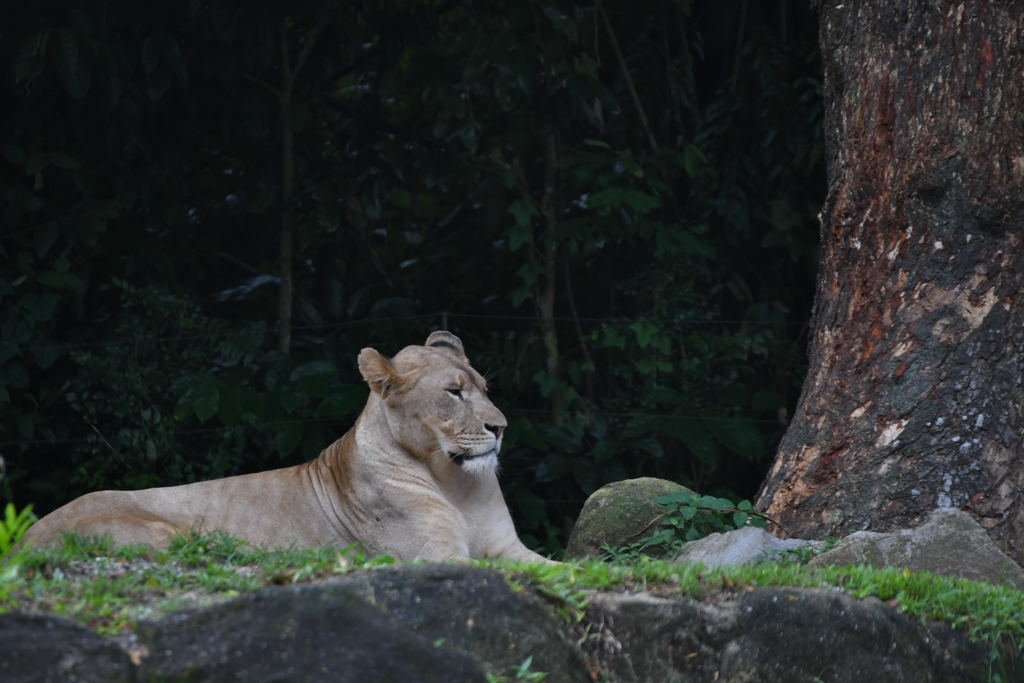 出張5日目 シンガポール動物園 眠いライオン