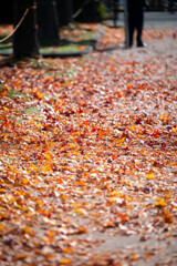 加須はなさき公園_20251124_DSC_3437-2
