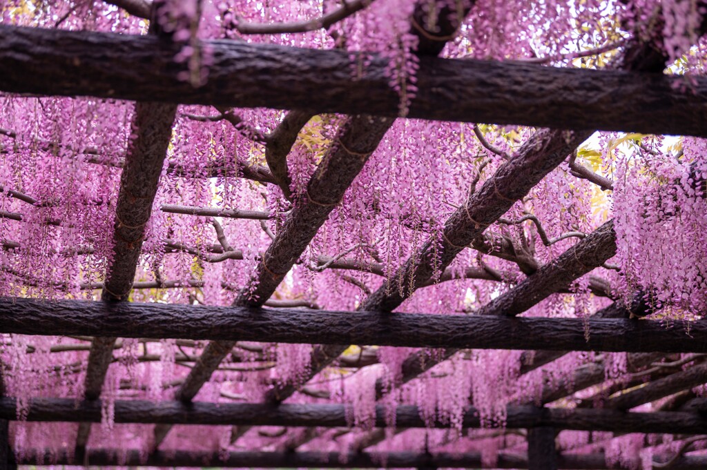 20250426_玉敷公園_DSC_0054-2