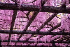 20250426_玉敷公園_DSC_0054-2