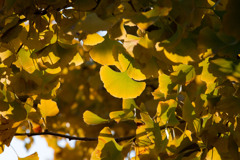 加須はなさき公園_20251116_DSC_3416-2