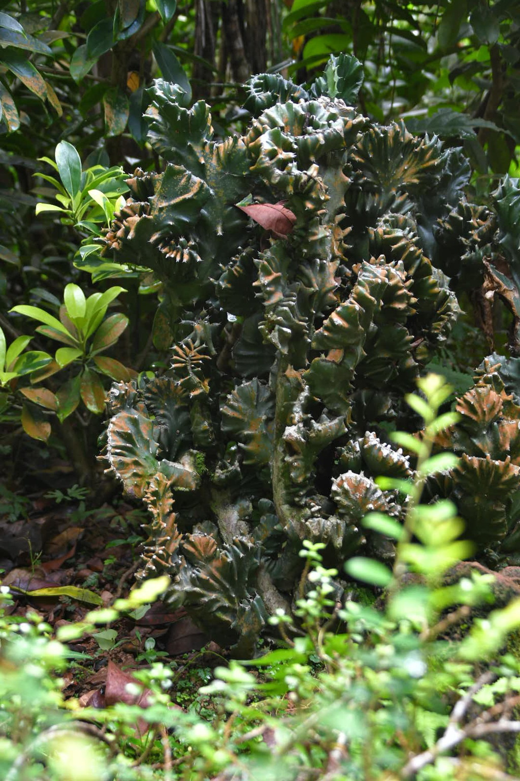 出張5日目 シンガポール動物園 ライクア珊瑚