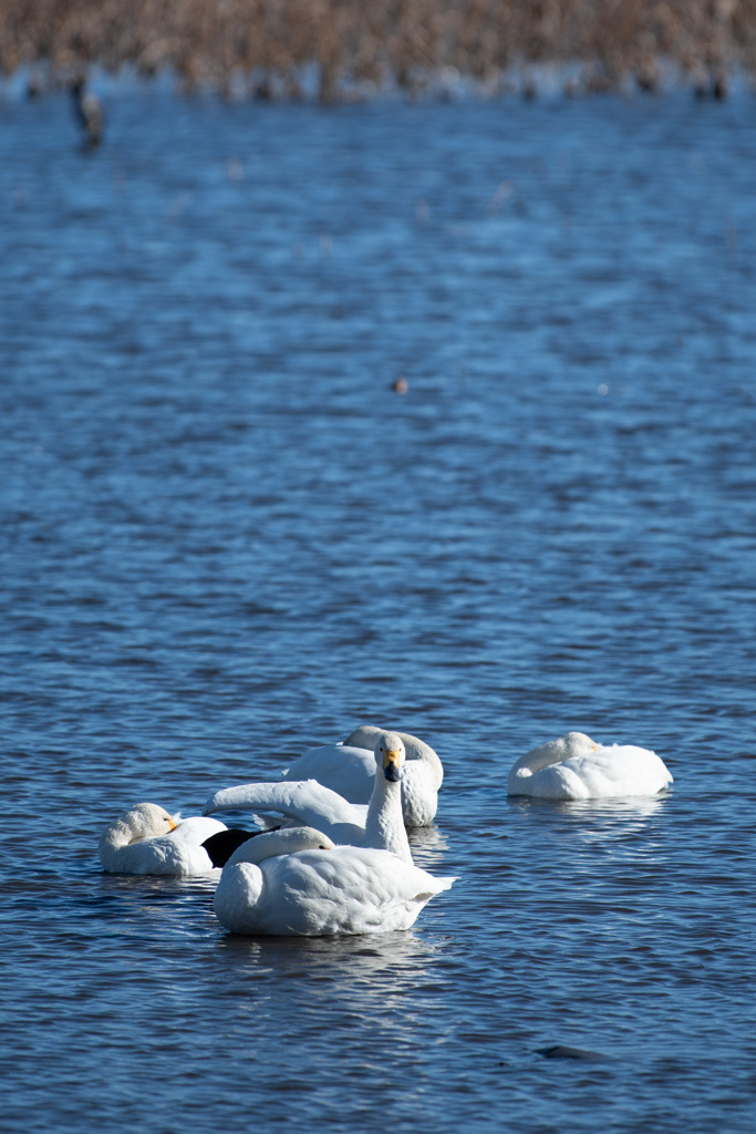 20260103 城沼 DSC_9832-4