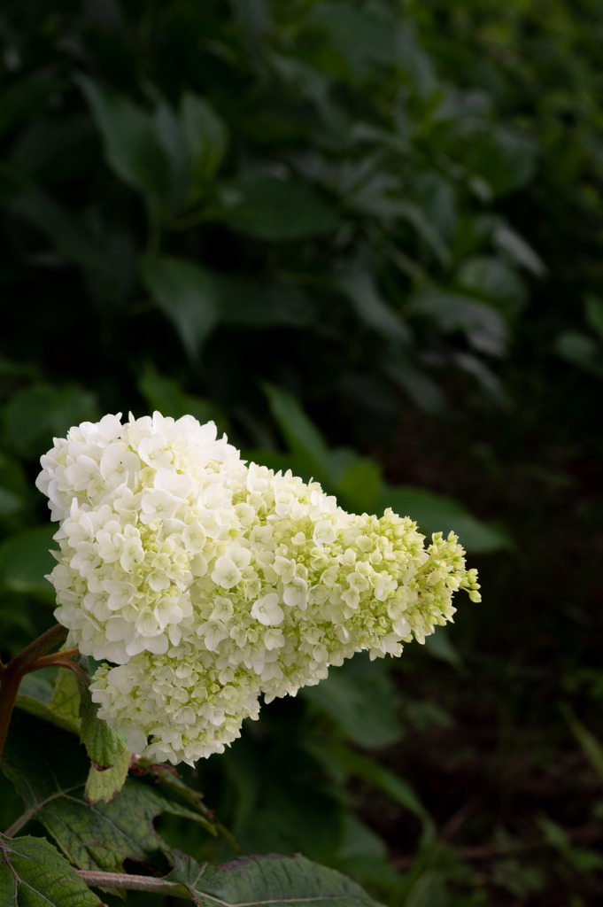 20250601_権現堂_DSC_0979-2