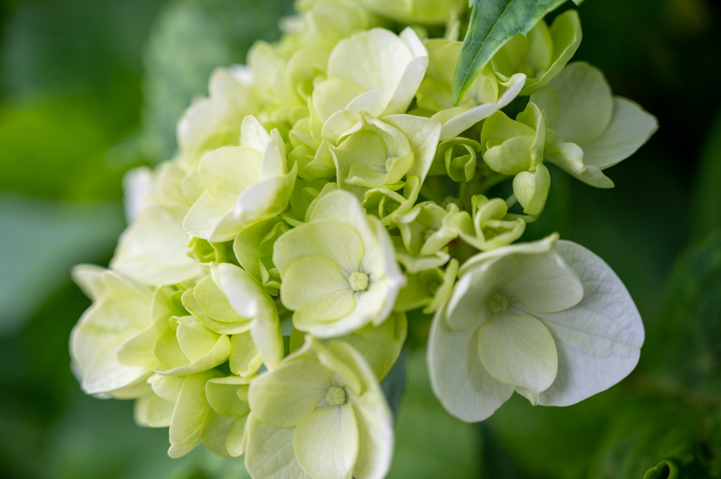 20250601_権現堂_DSC_0973-2