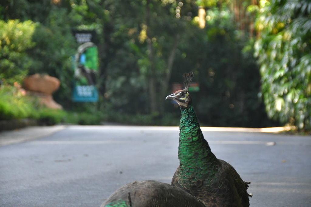 出張5日目 シンガポール動物園 孔雀
