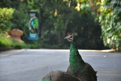 出張5日目 シンガポール動物園 孔雀