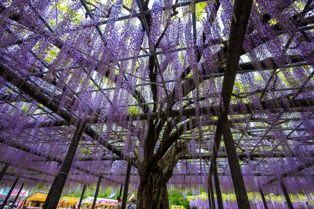 20250426_玉敷公園_DSC_9943-2